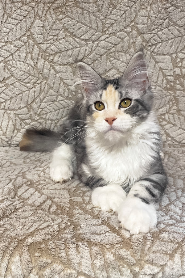 Piper | Maine Coon Kitten