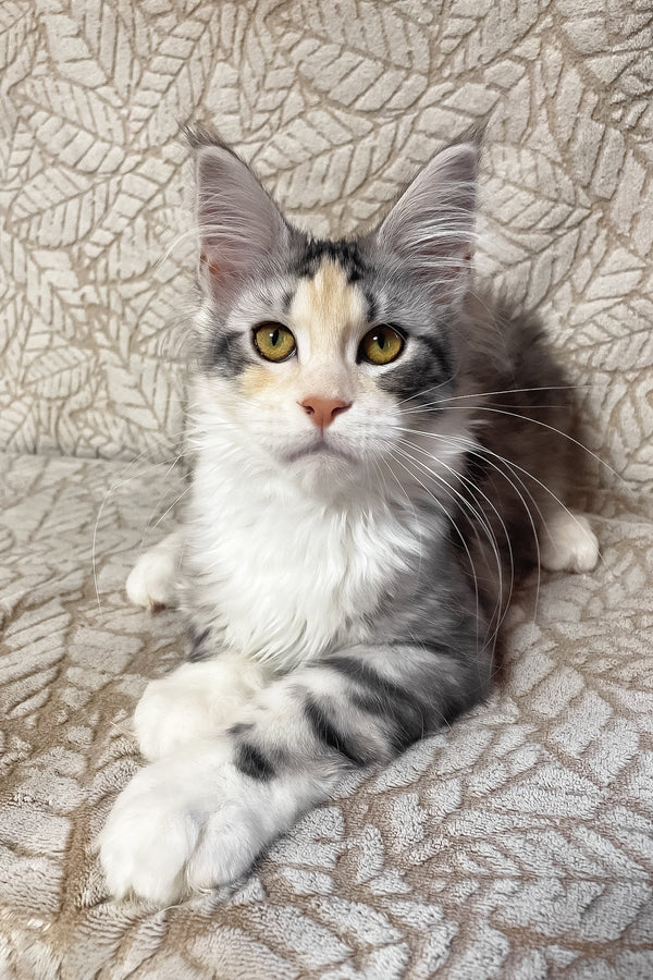 Piper | Maine Coon Kitten
