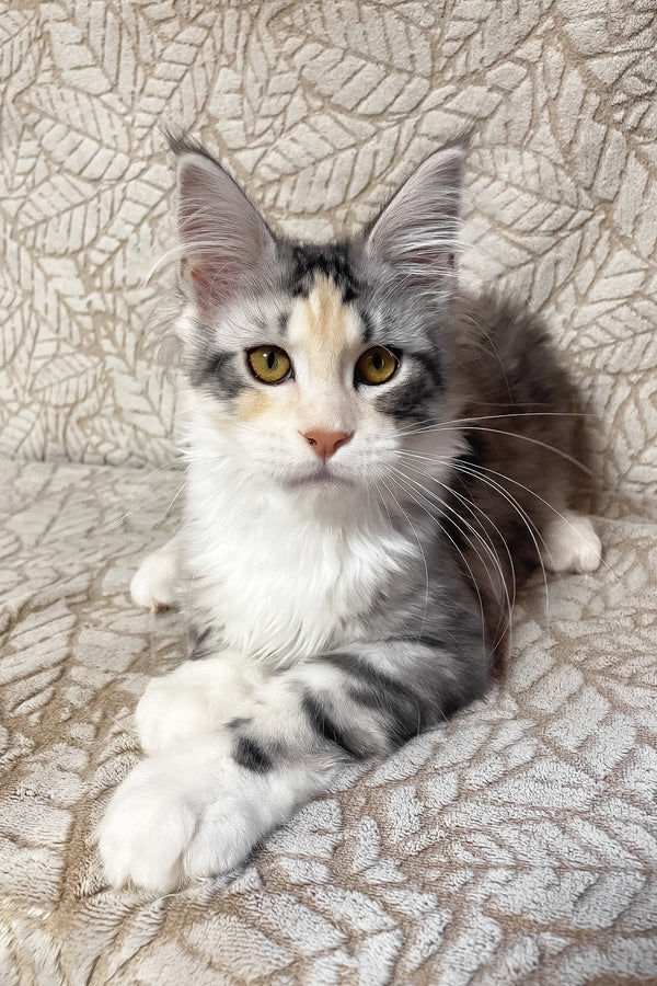 Piper | Maine Coon Kitten