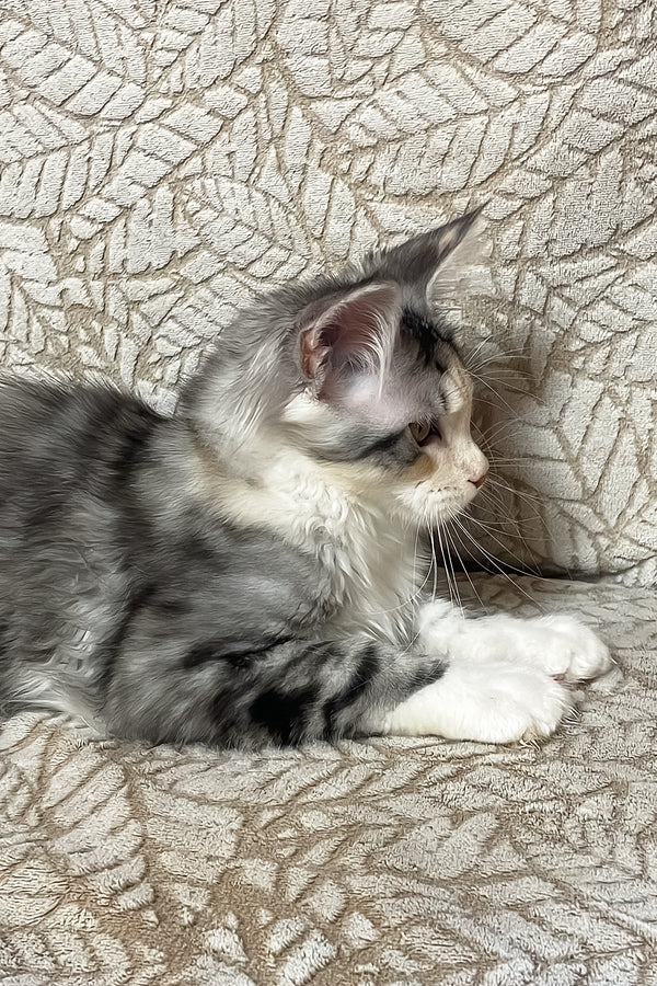 Piper | Maine Coon Kitten