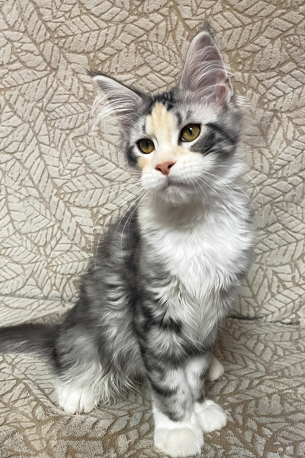Piper | Maine Coon Kitten