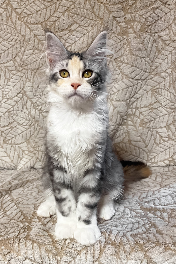 Piper | Maine Coon Kitten