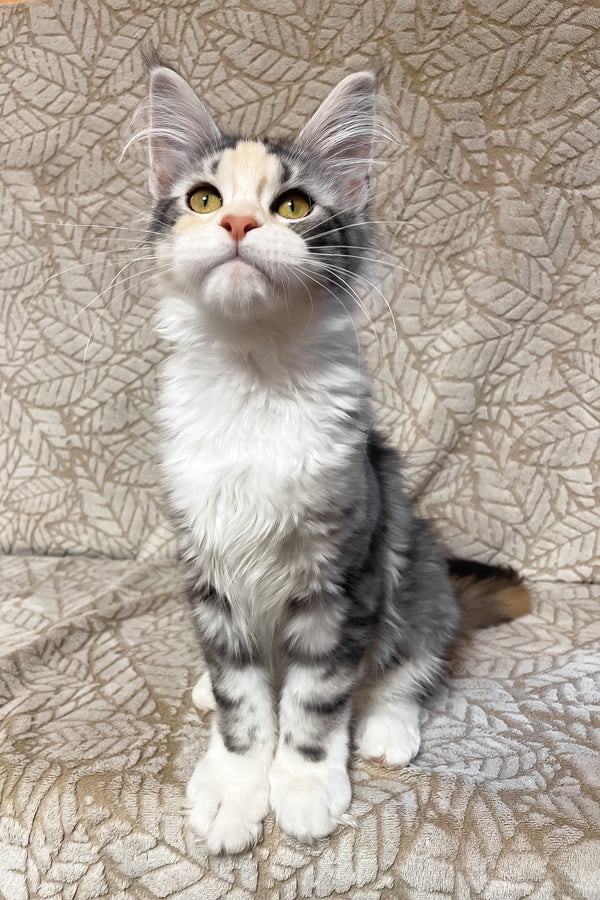 Piper | Maine Coon Kitten