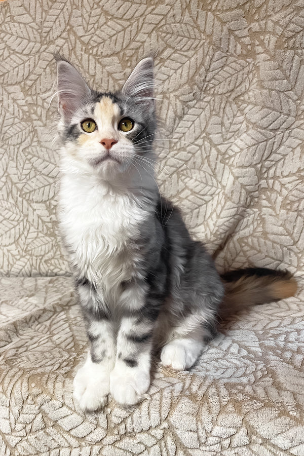Piper | Maine Coon Kitten