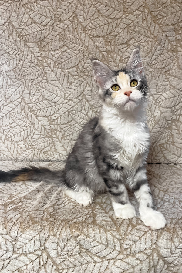 Piper | Maine Coon Kitten