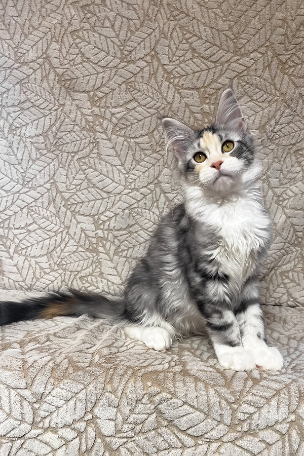 Piper | Maine Coon Kitten