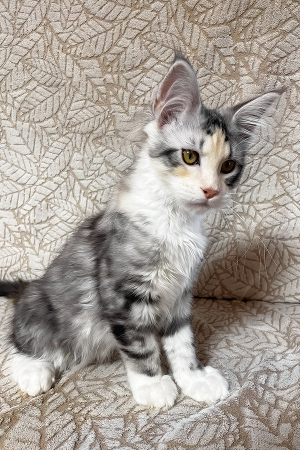 Piper | Maine Coon Kitten