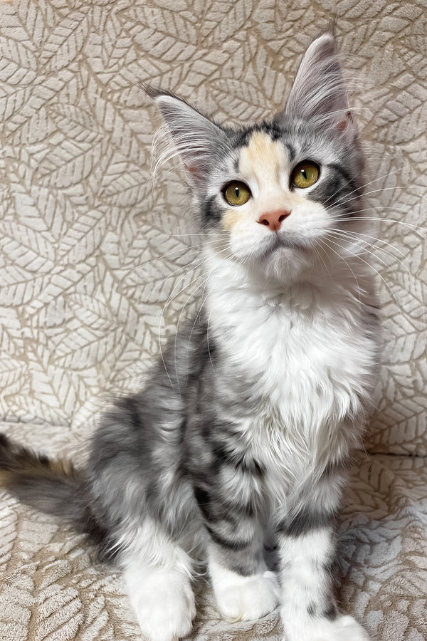 Piper | Maine Coon Kitten