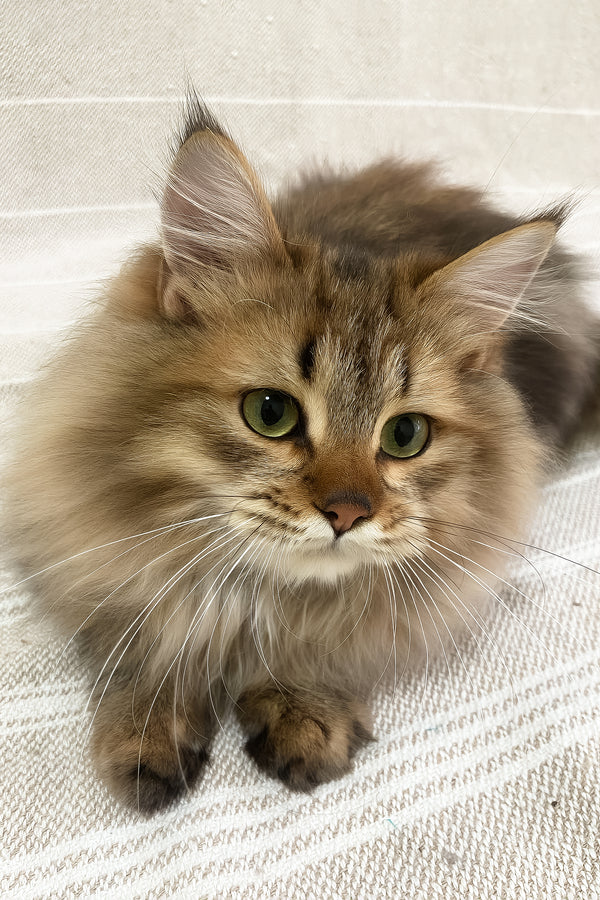 Piter | Siberian Kitten