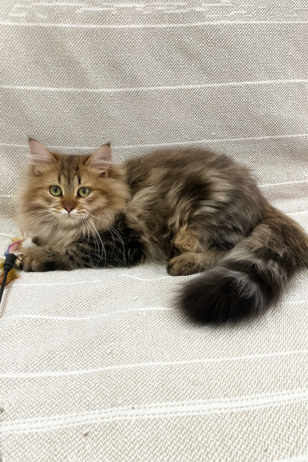 Piter | Siberian Kitten