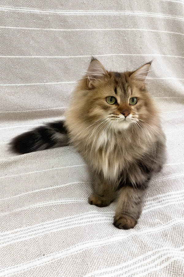 Piter | Siberian Kitten