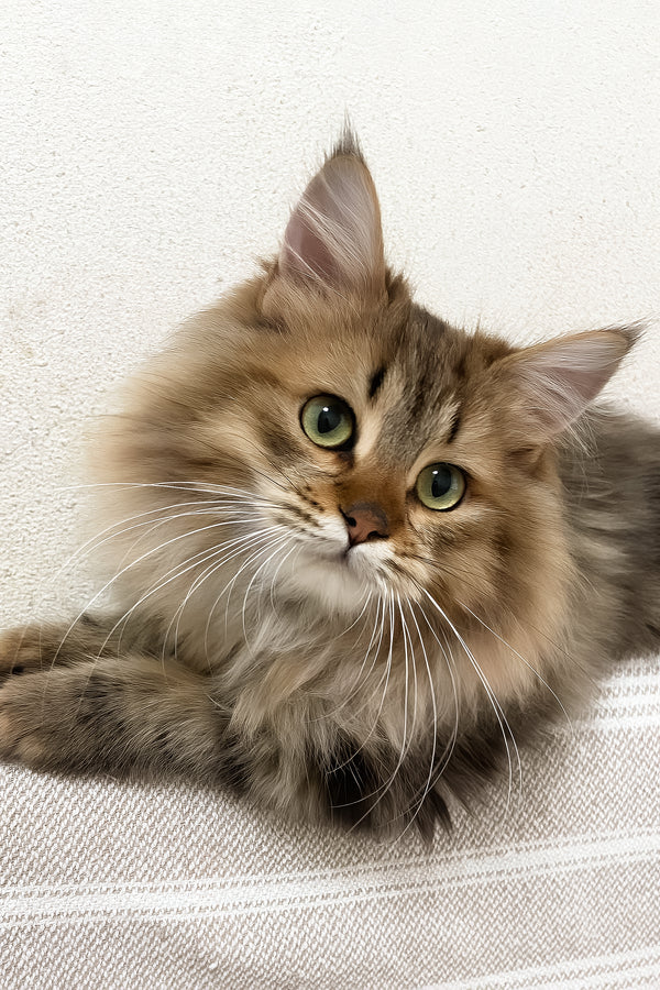 Piter | Siberian Kitten