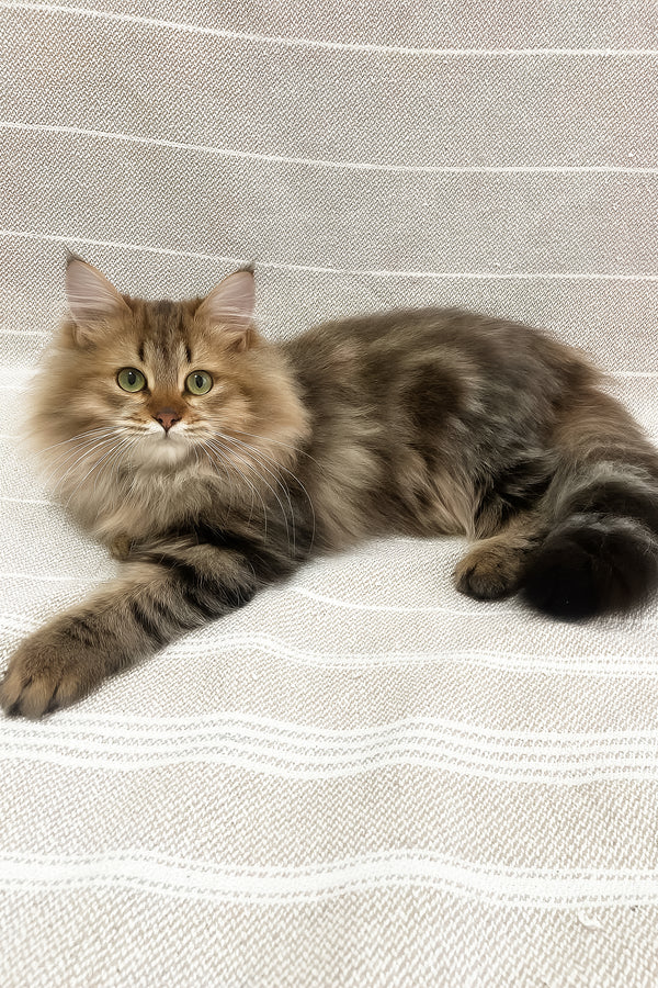 Piter | Siberian Kitten