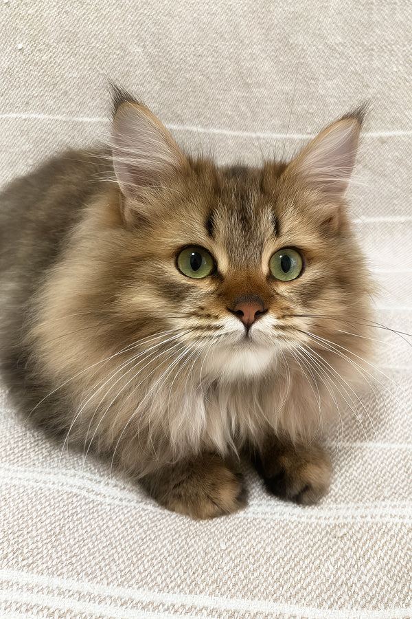 Piter | Siberian Kitten