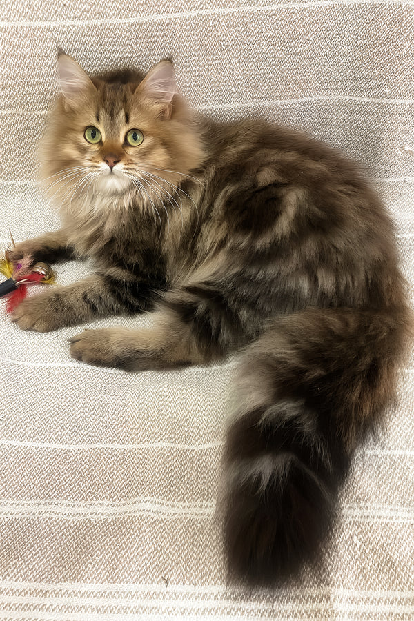 Piter | Siberian Kitten