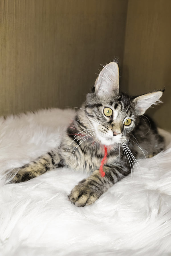 Pixie | Maine Coon Kitten