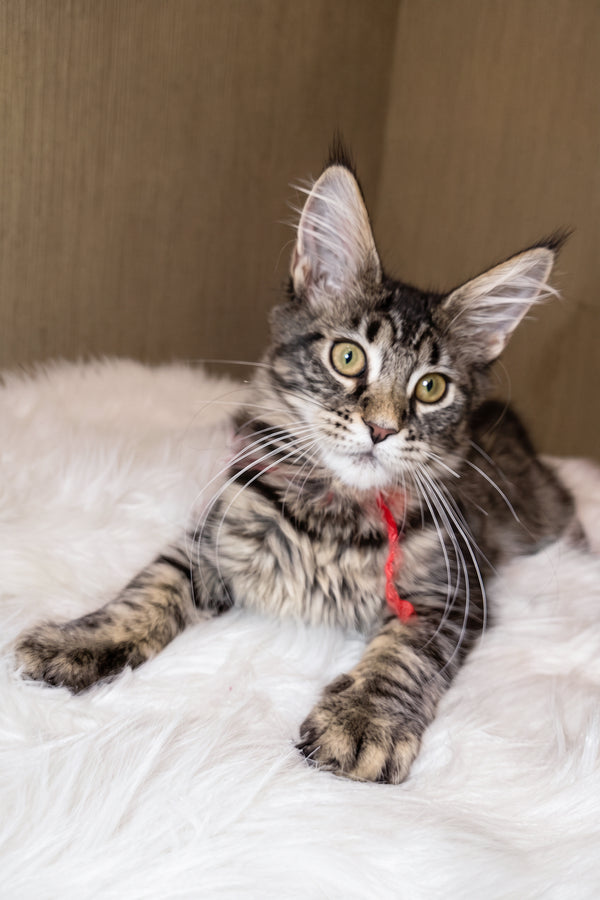 Pixie | Maine Coon Kitten