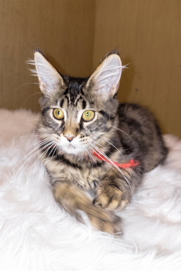 Pixie | Maine Coon Kitten