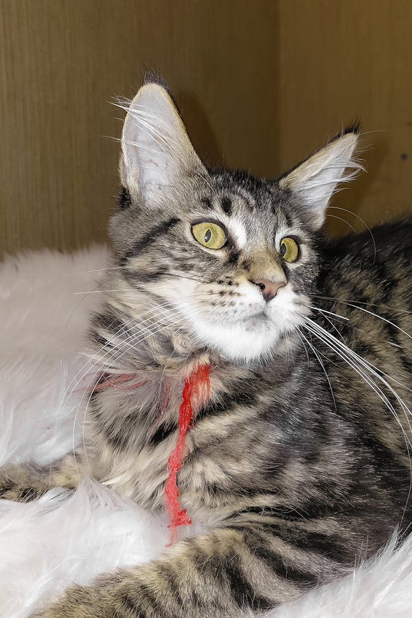 Pixie | Maine Coon Kitten