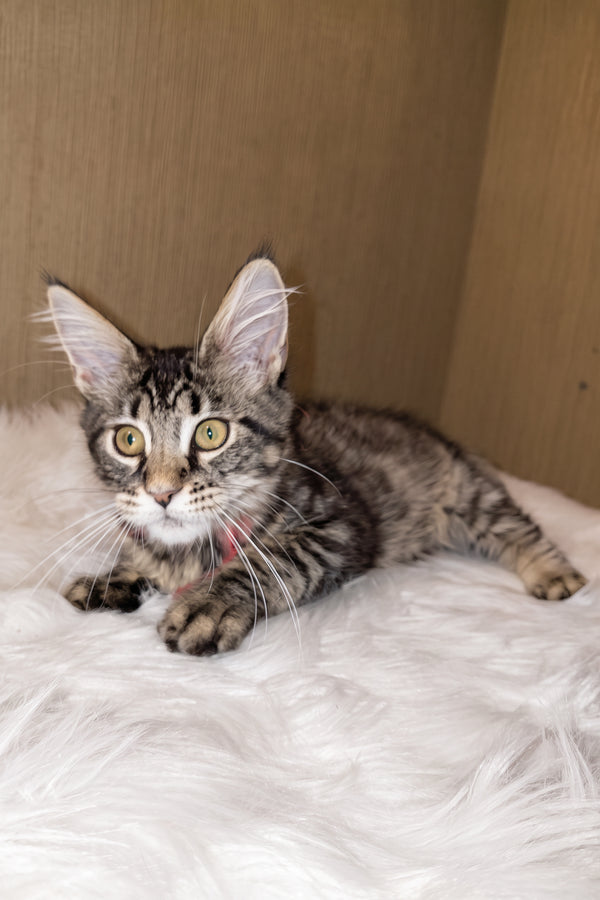 Pixie | Maine Coon Kitten