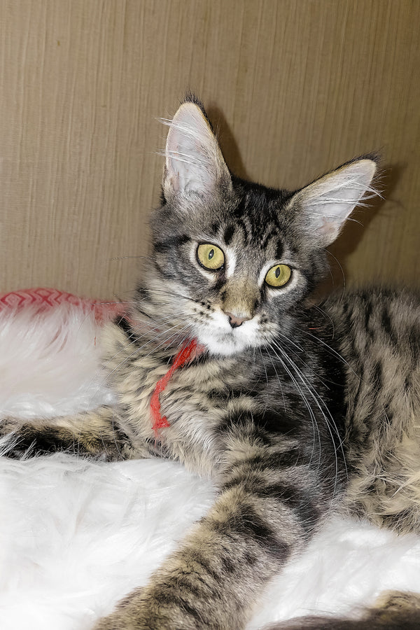 Pixie | Maine Coon Kitten
