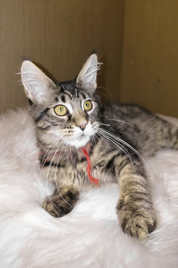 Pixie | Maine Coon Kitten