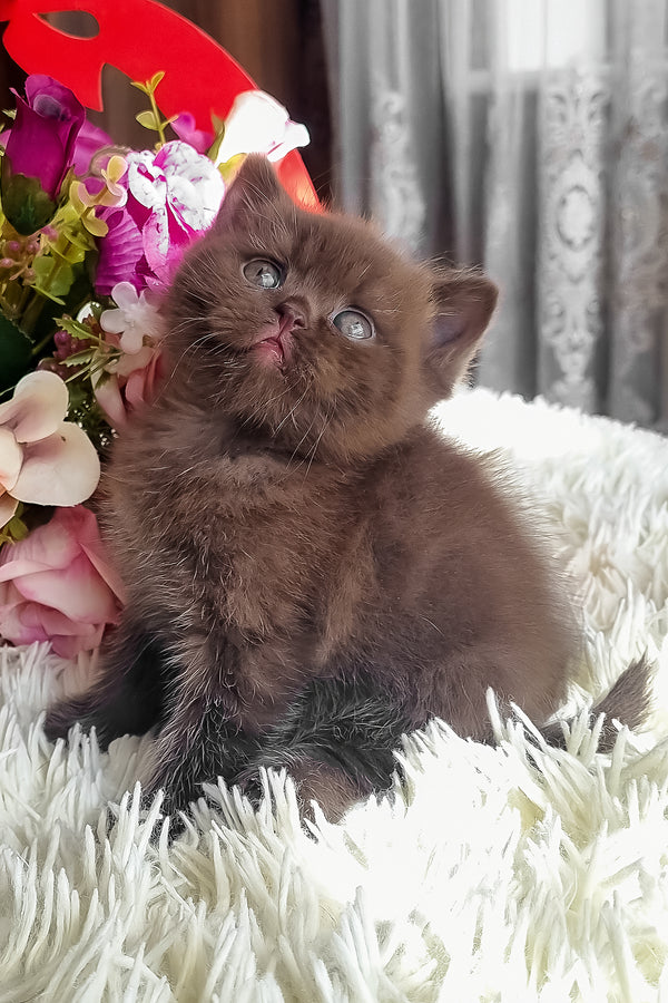 Ponochka | British Shorthair Kitten