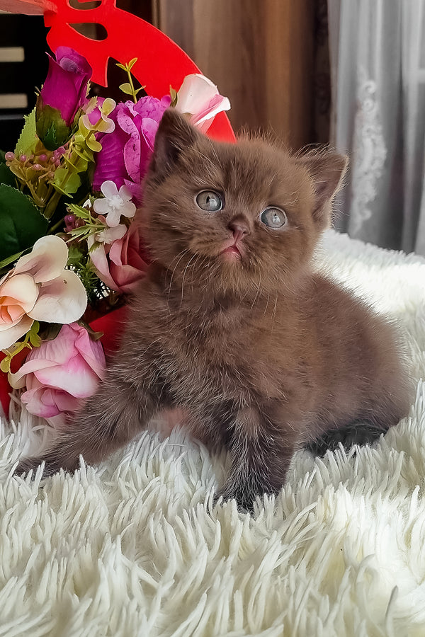 Ponochka | British Shorthair Kitten