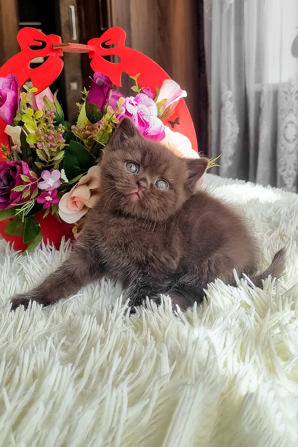 Ponochka | British Shorthair Kitten