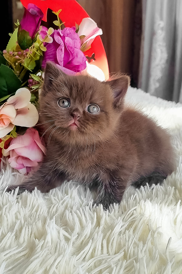 Ponochka | British Shorthair Kitten
