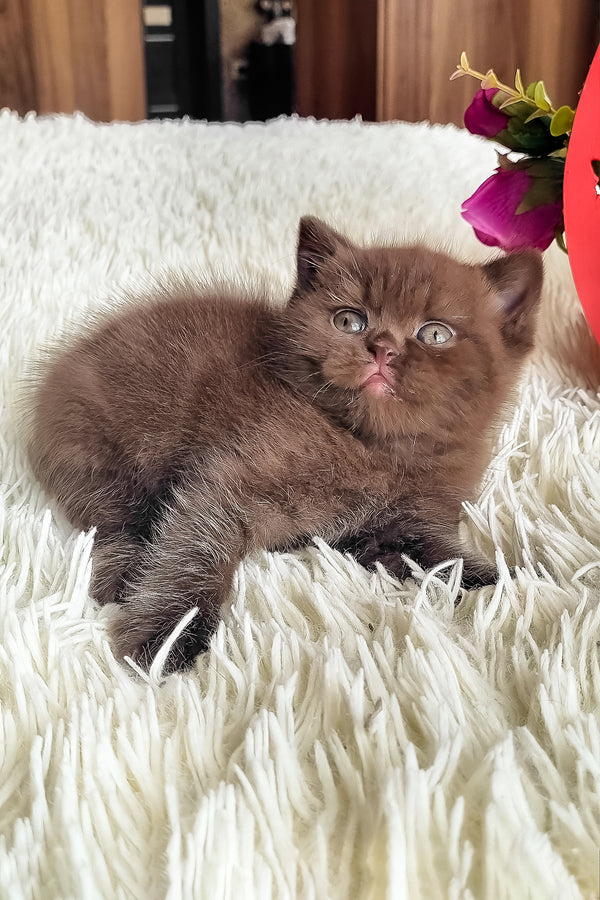 Ponochka | British Shorthair Kitten