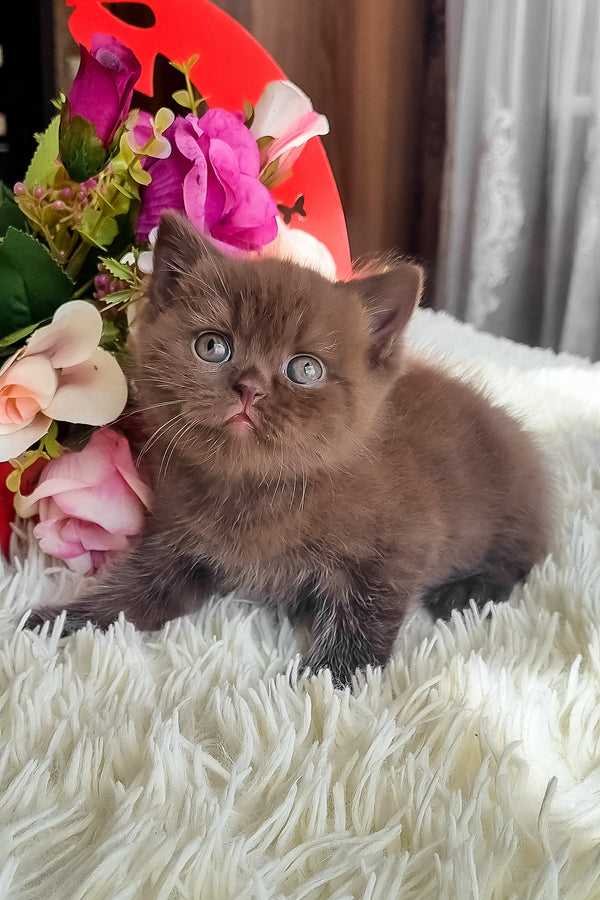 Ponochka | British Shorthair Kitten