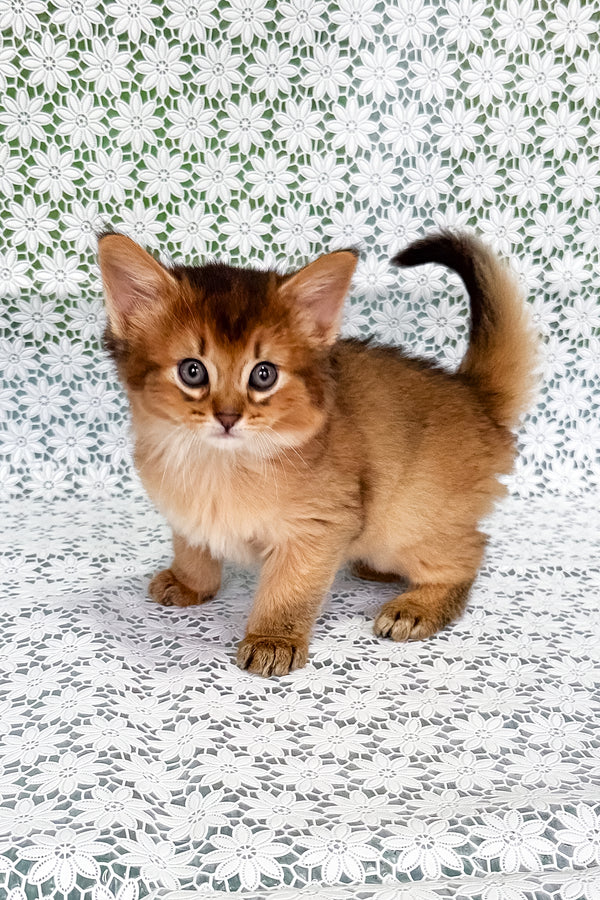 Quirina | Somali Kitten