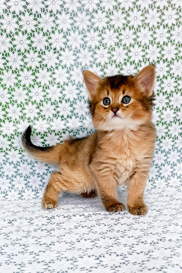 Quirina | Somali Kitten