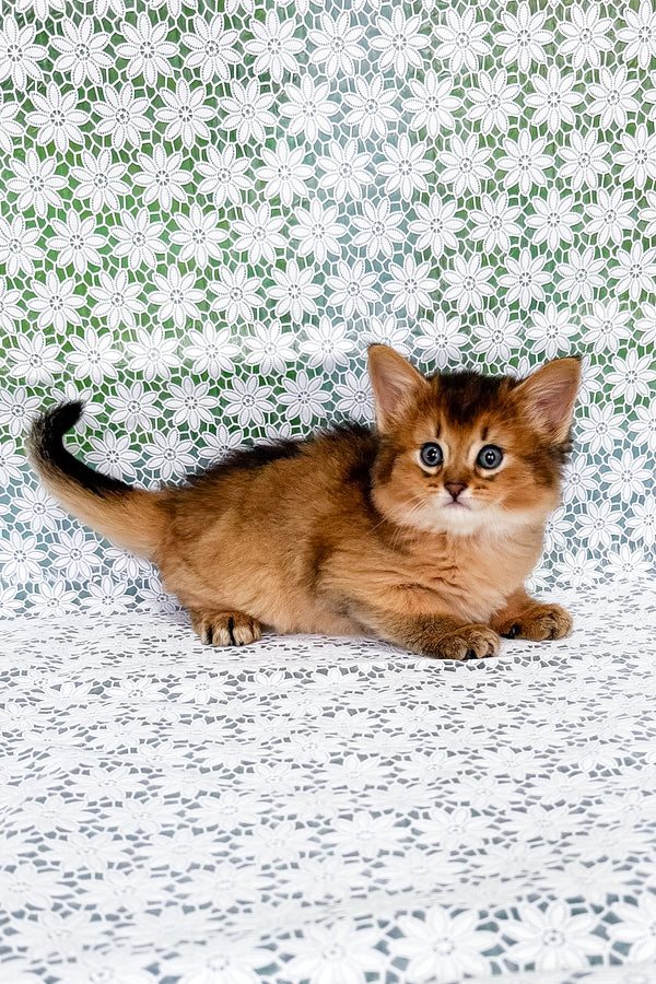 Quirina | Somali Kitten