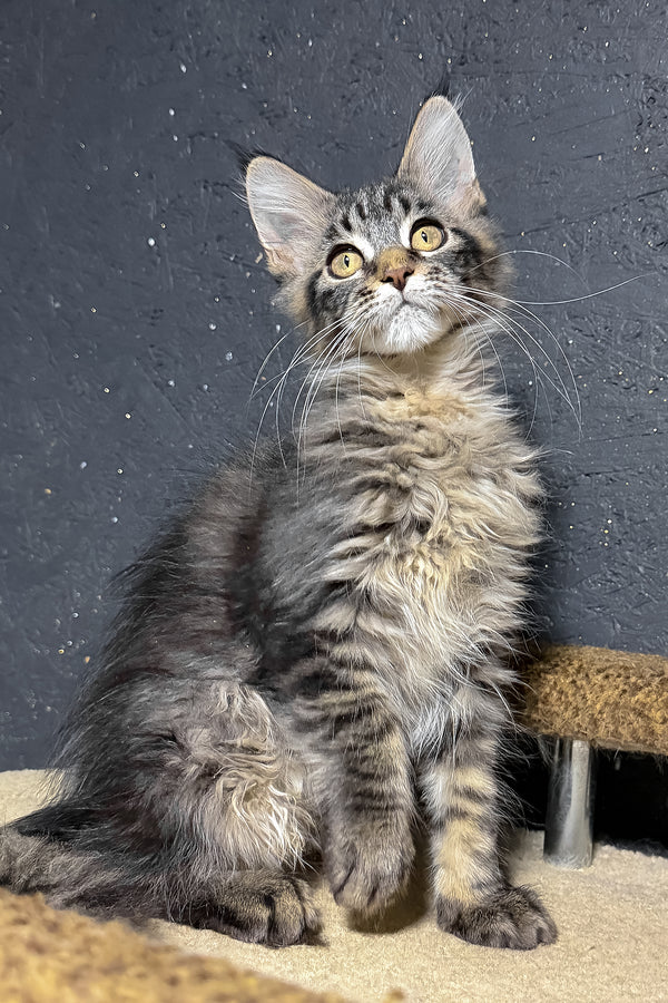 Rambo | Maine Coon Kitten