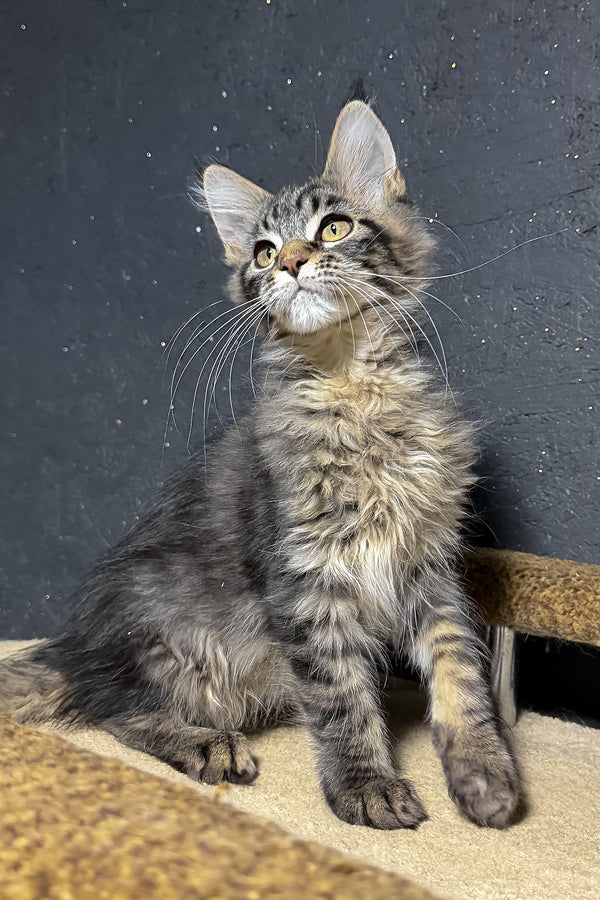 Rambo | Maine Coon Kitten