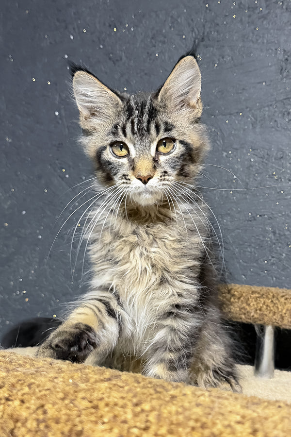 Rambo | Maine Coon Kitten