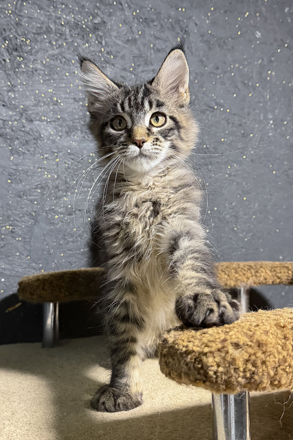 Rambo | Maine Coon Kitten