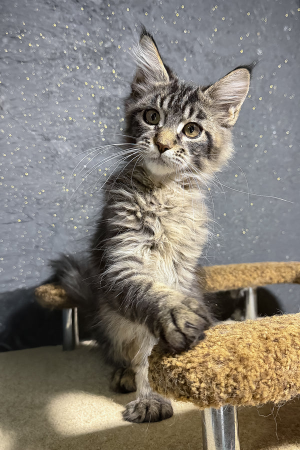 Rambo | Maine Coon Kitten