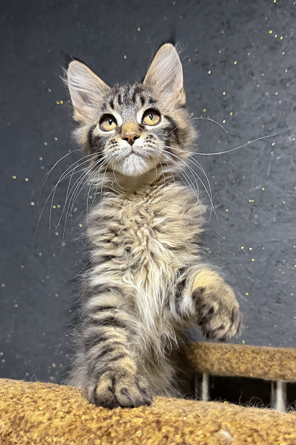 Rambo | Maine Coon Kitten