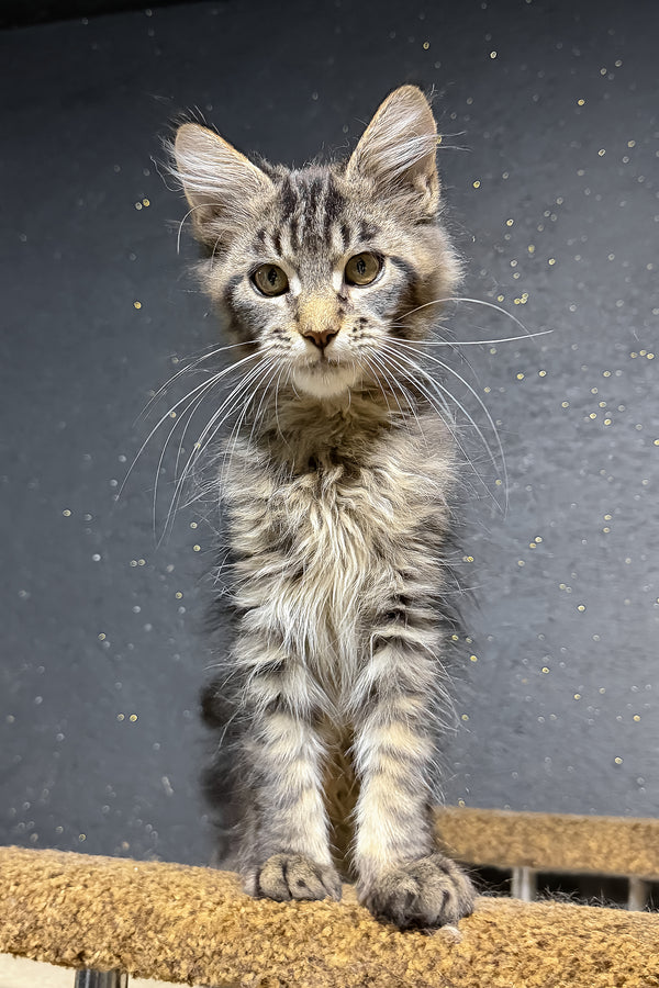 Rambo | Maine Coon Kitten