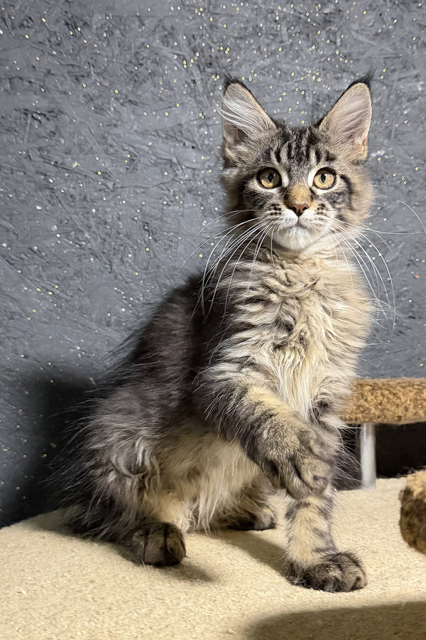 Rambo | Maine Coon Kitten
