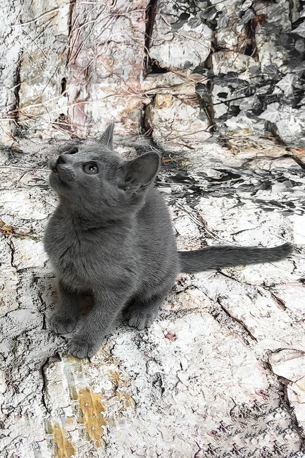 Ramilya | Russian Blue Kitten