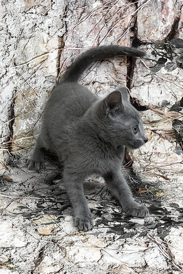 Ramilya | Russian Blue Kitten