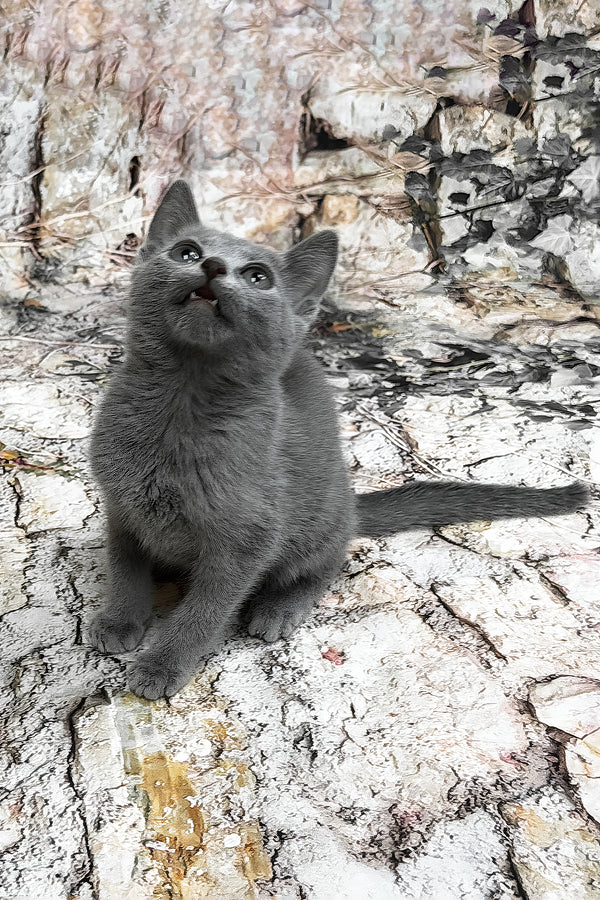 Ramilya | Russian Blue Kitten