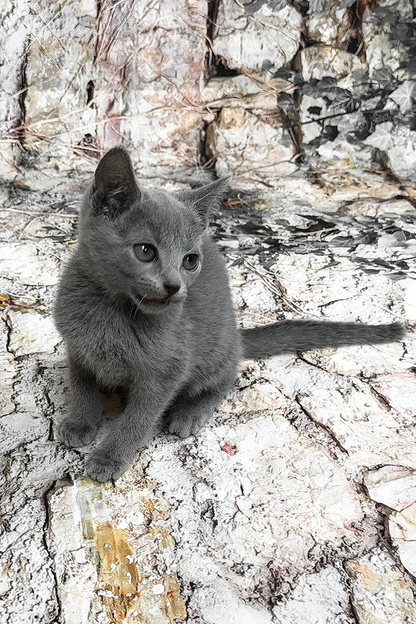 Ramilya | Russian Blue Kitten
