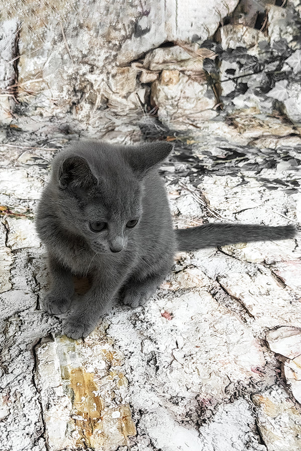 Ramilya | Russian Blue Kitten
