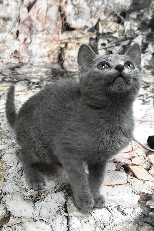 Ramilya | Russian Blue Kitten