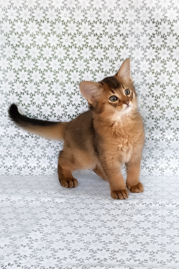 Raptor | Somali Kitten